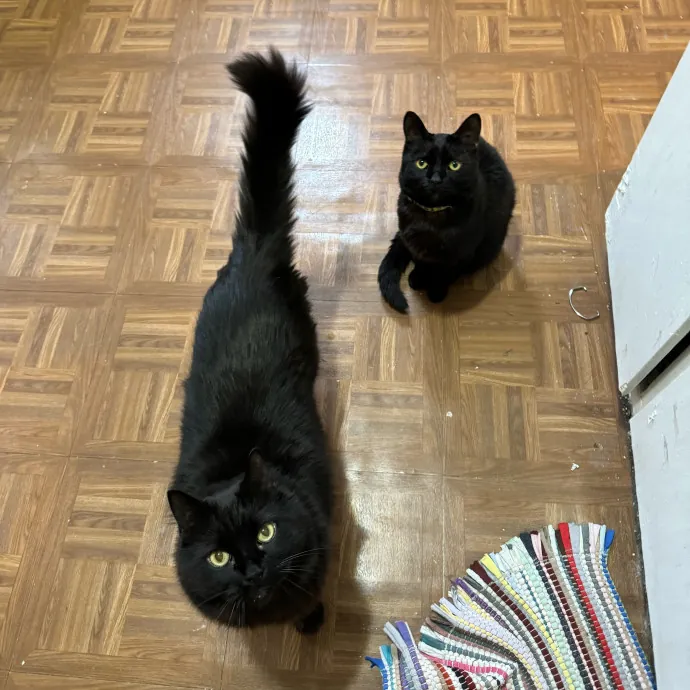 Cat Care Connoisseur