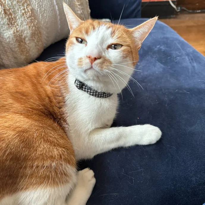 Cat Care Connoisseur