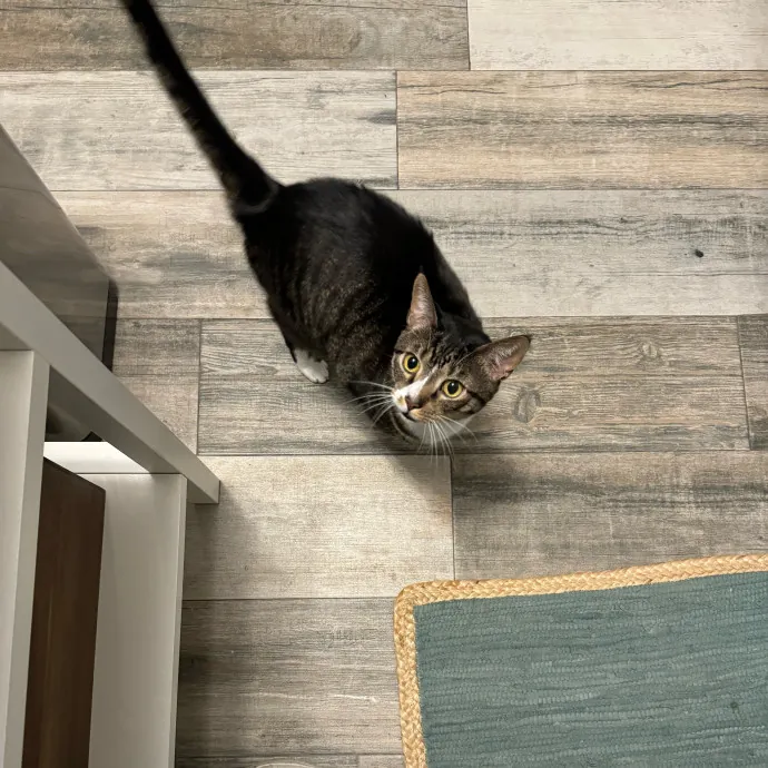 Cat Care Connoisseur