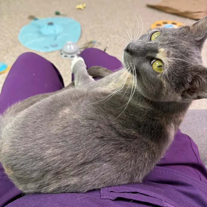 Cat Care Connoisseur