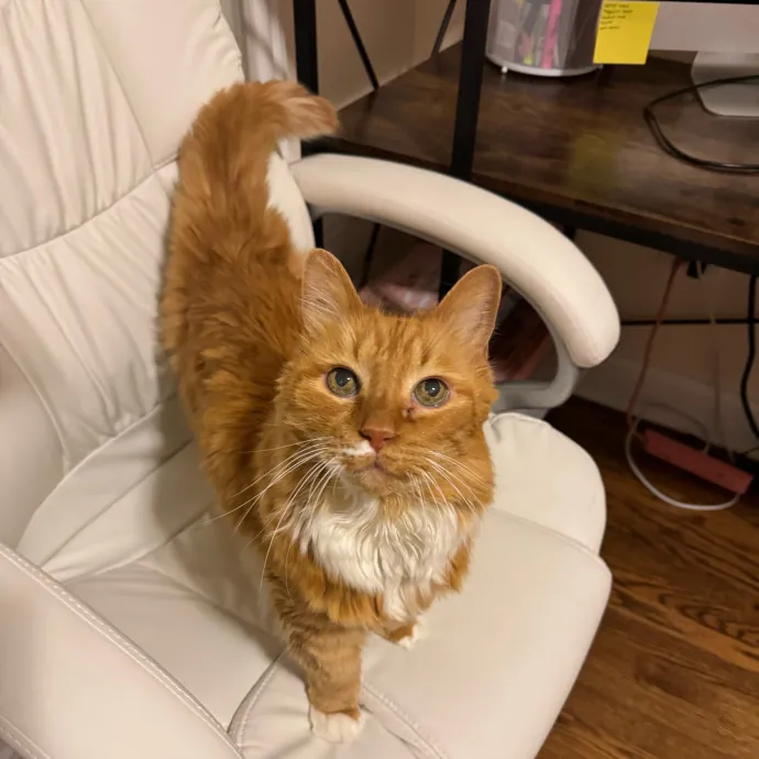 Cat Care Connoisseur