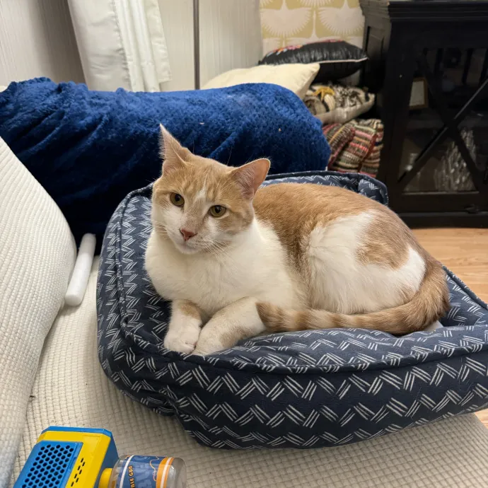 Cat Care Connoisseur