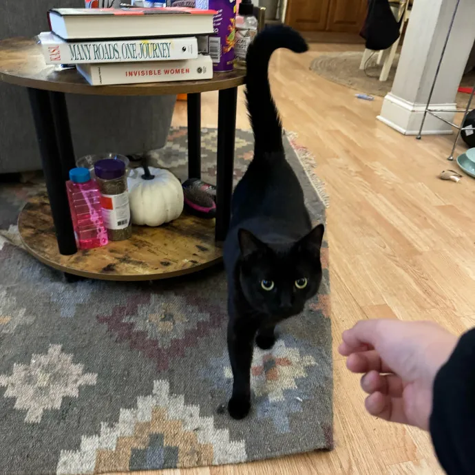 Cat Care Connoisseur