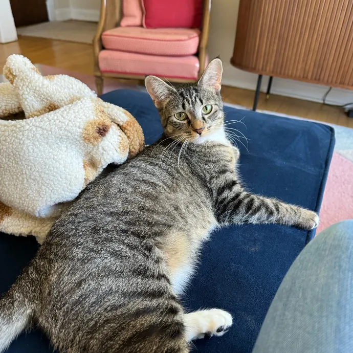 Cat Care Connoisseur