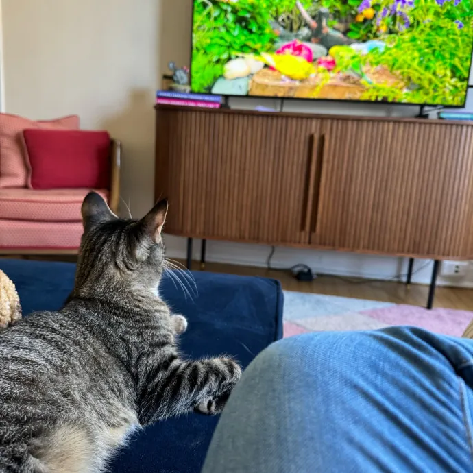 Cat Care Connoisseur