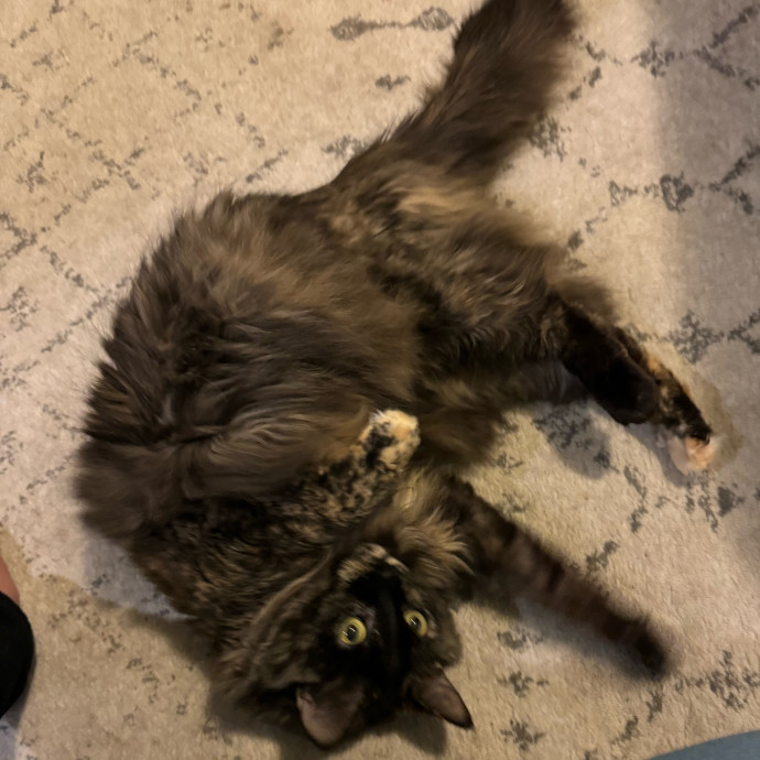 Cat Care Connoisseur