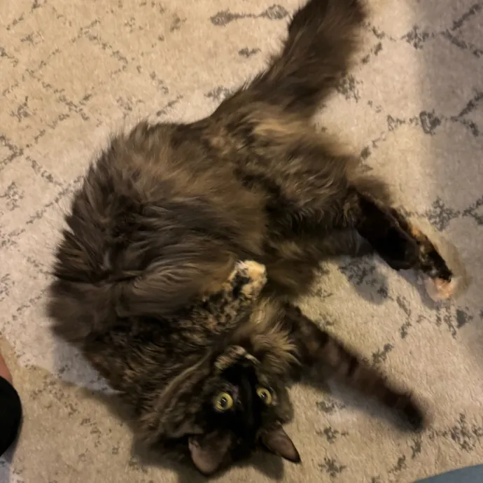 Cat Care Connoisseur