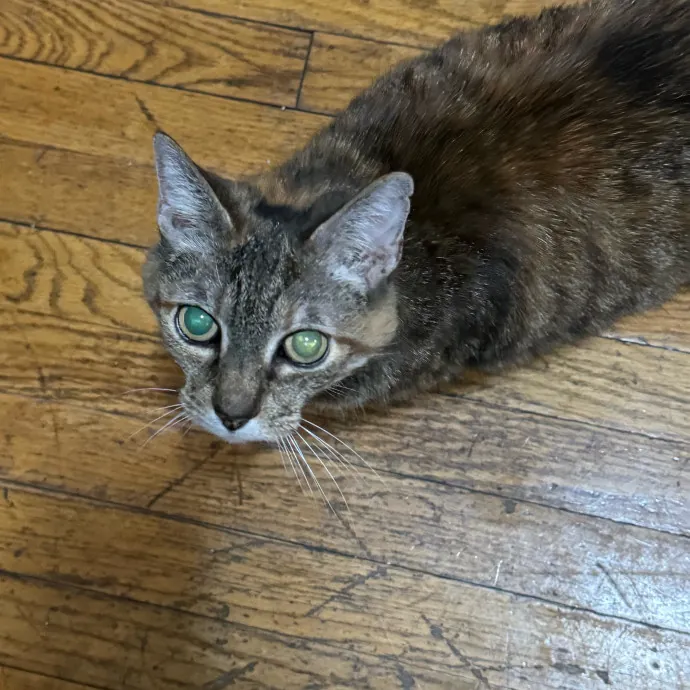 Cat Care Connoisseur