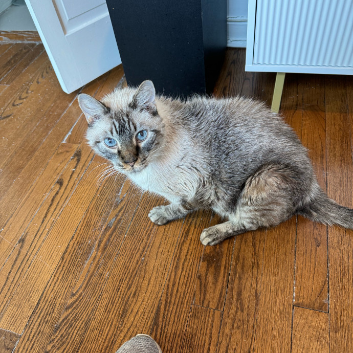 Cat Care Connoisseur