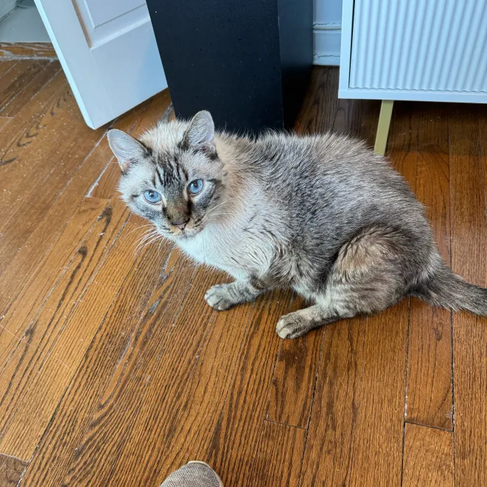 Cat Care Connoisseur