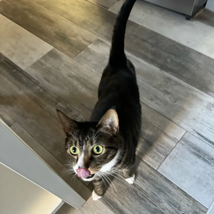 Cat Care Connoisseur