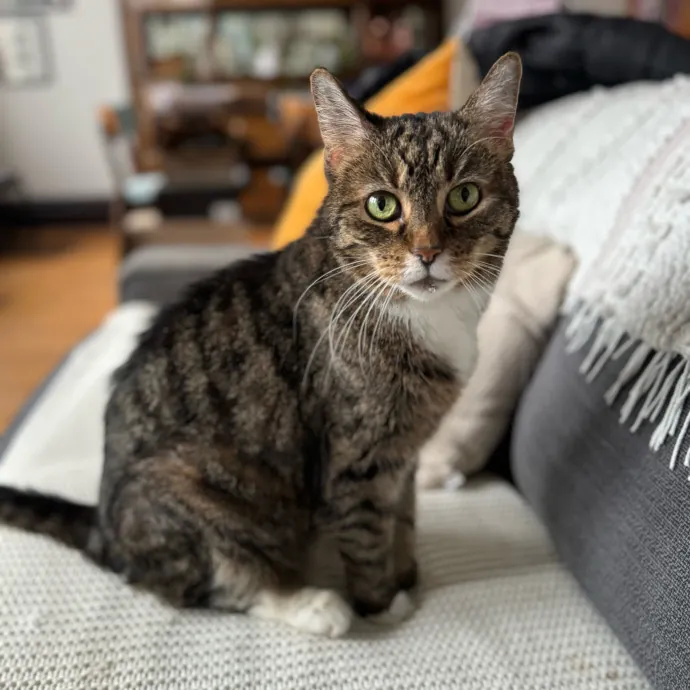 Cat Care Connoisseur