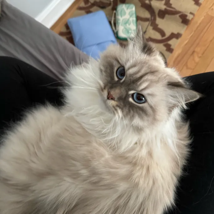 Cat Care Connoisseur