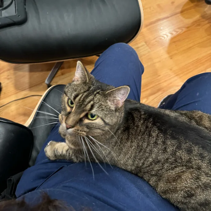 Cat Care Connoisseur