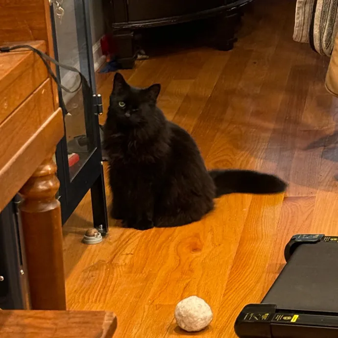 Cat Care Connoisseur