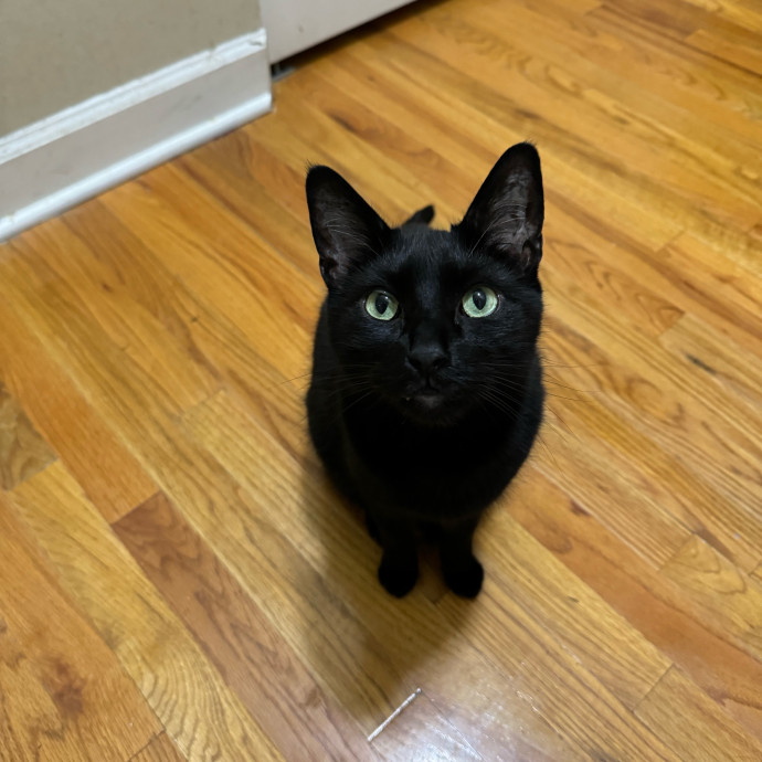 Cat Care Connoisseur