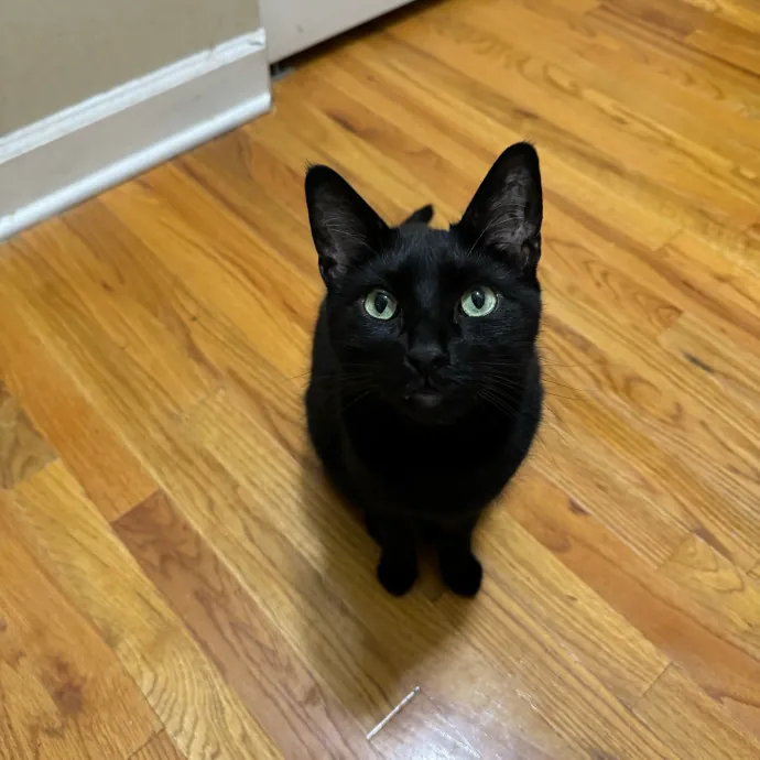 Cat Care Connoisseur