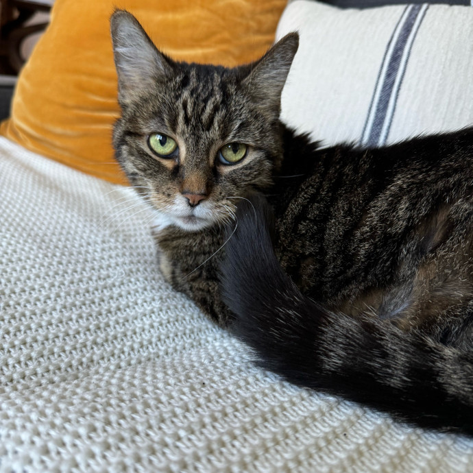 Cat Care Connoisseur