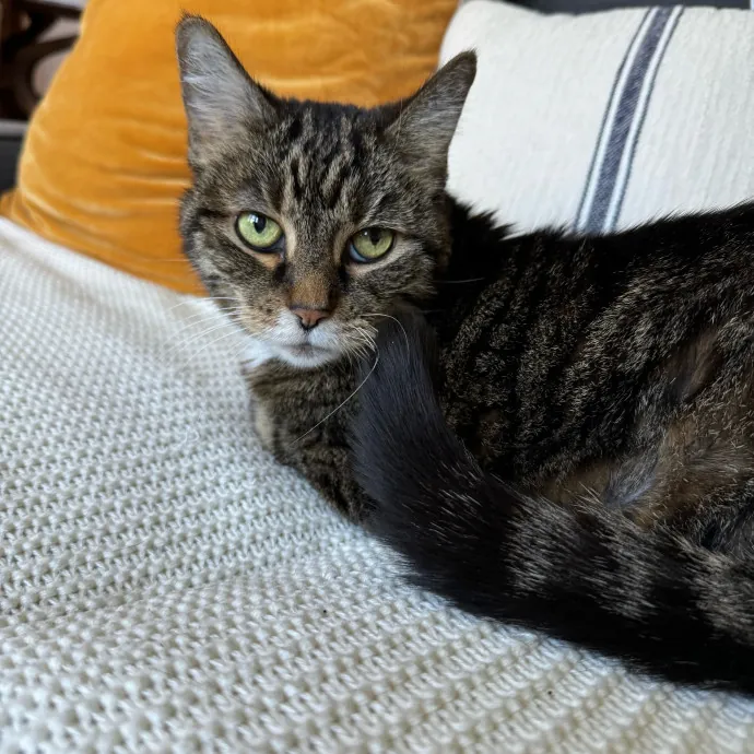 Cat Care Connoisseur