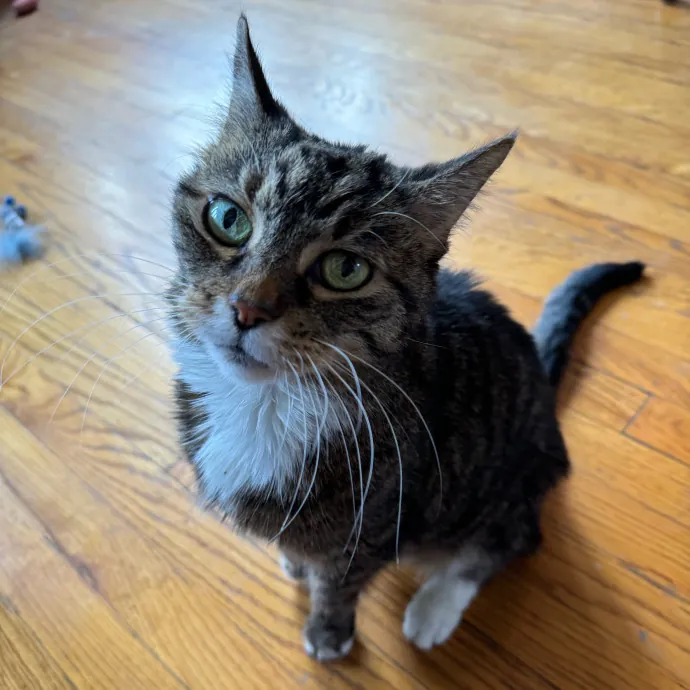 Cat Care Connoisseur