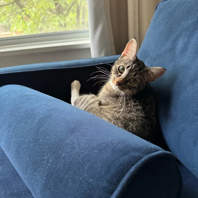 Cat Care Connoisseur