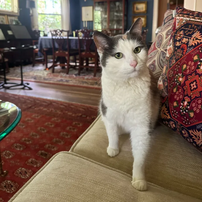 Cat Care Connoisseur