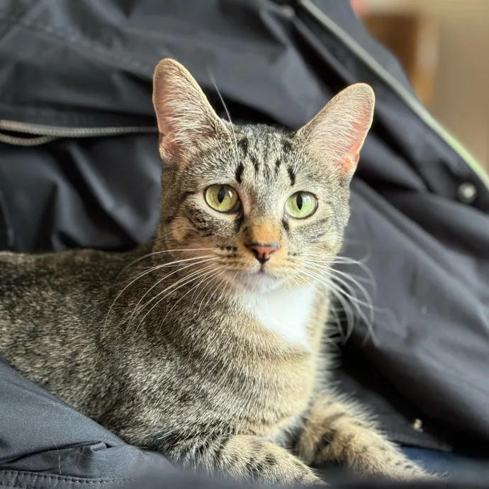 Cat Care Connoisseur