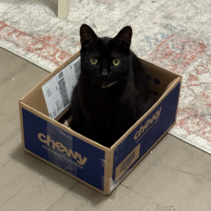 Cat Care Connoisseur