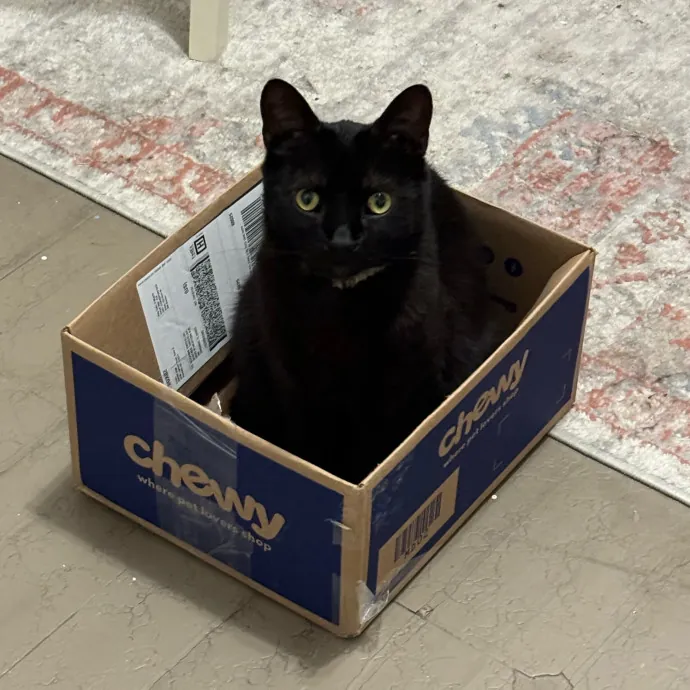 Cat Care Connoisseur