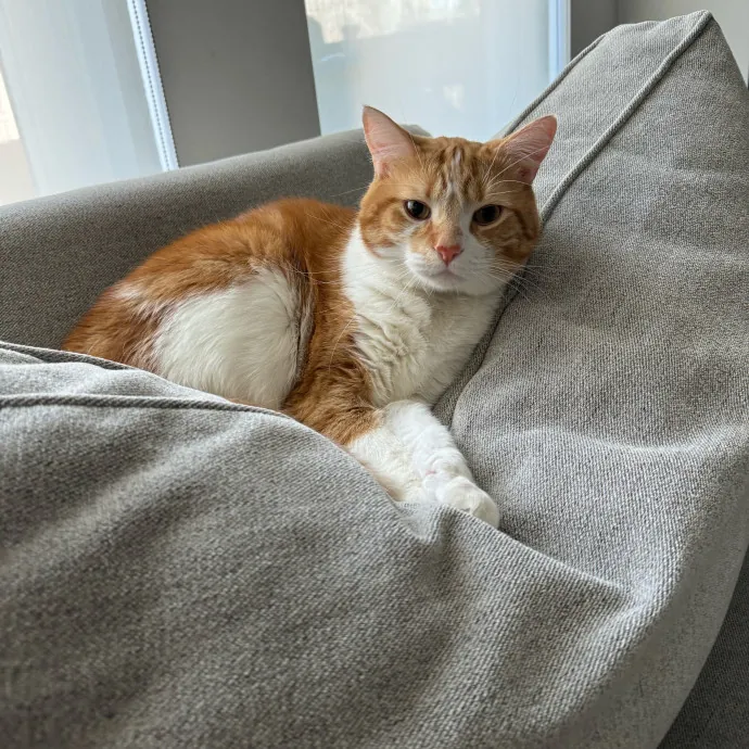 Cat Care Connoisseur