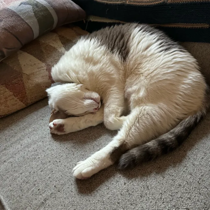 Cat Care Connoisseur