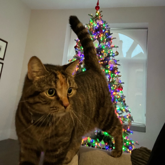 Cat Care Connoisseur