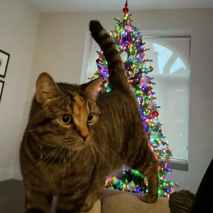 Cat Care Connoisseur