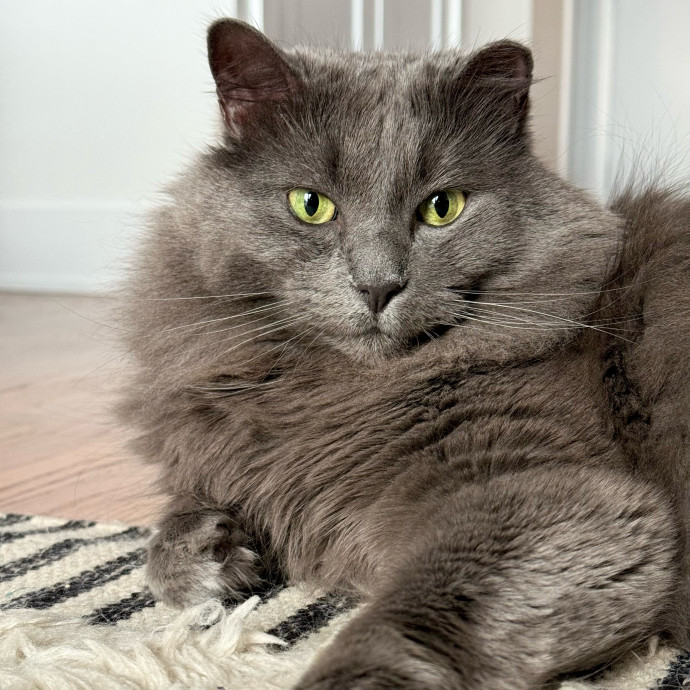 Cat Care Connoisseur