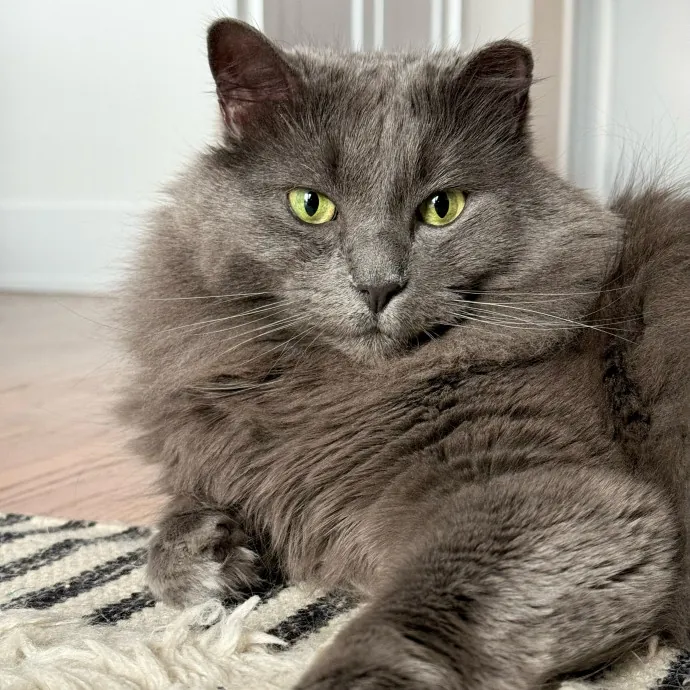 Cat Care Connoisseur