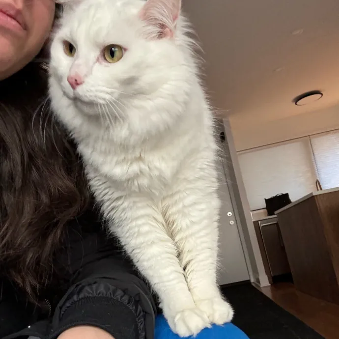 Cat Care Connoisseur