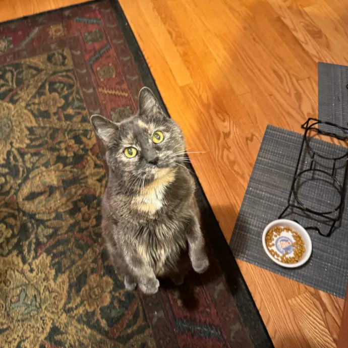 Cat Care Connoisseur