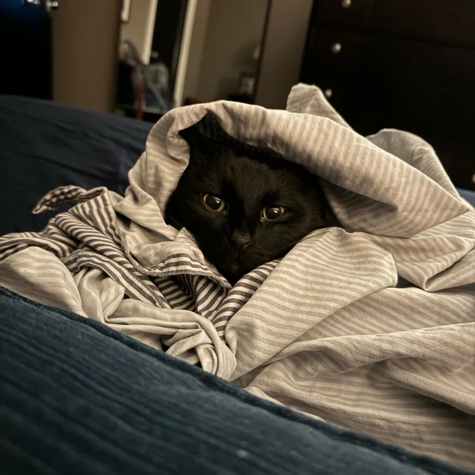 Cat Care Connoisseur