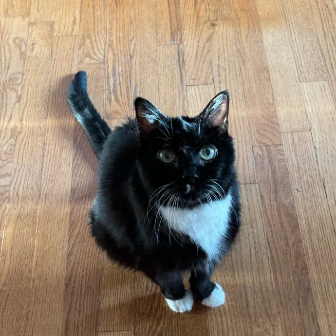 Cat Care Connoisseur