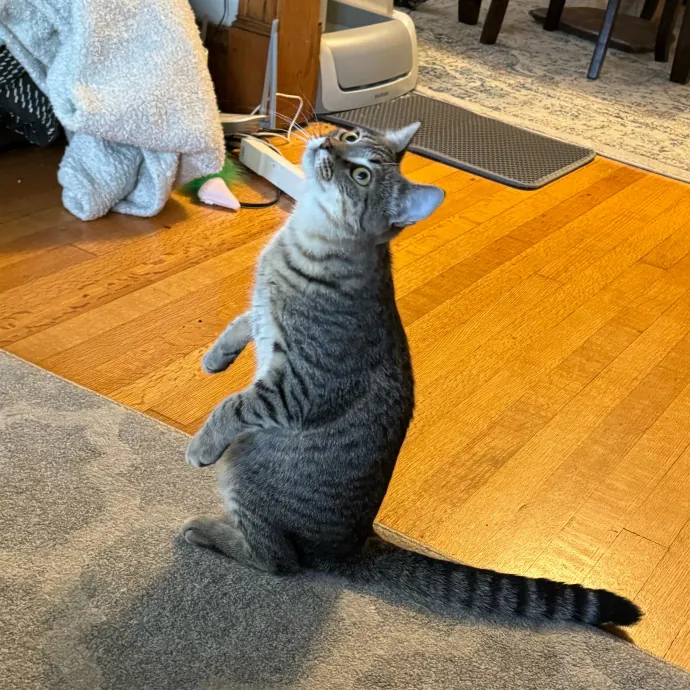 Cat Care Connoisseur