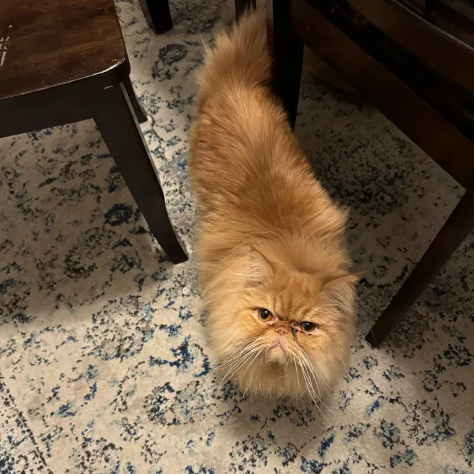 Cat Care Connoisseur