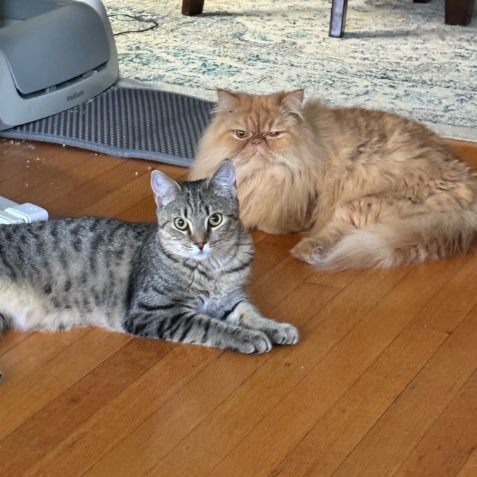 Cat Care Connoisseur