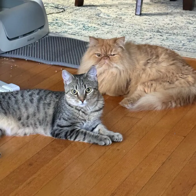 Cat Care Connoisseur