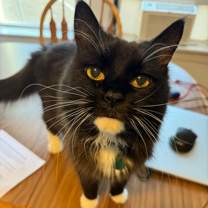 Cat Care Connoisseur