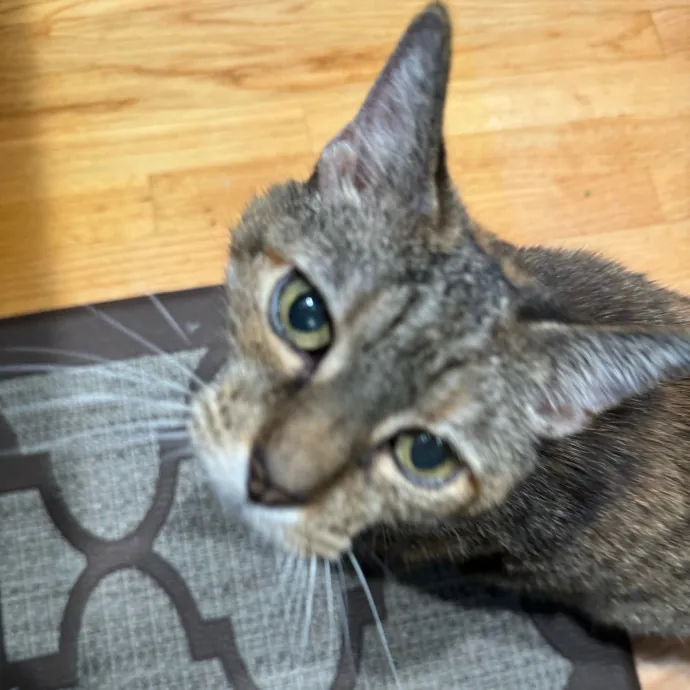 Cat Care Connoisseur