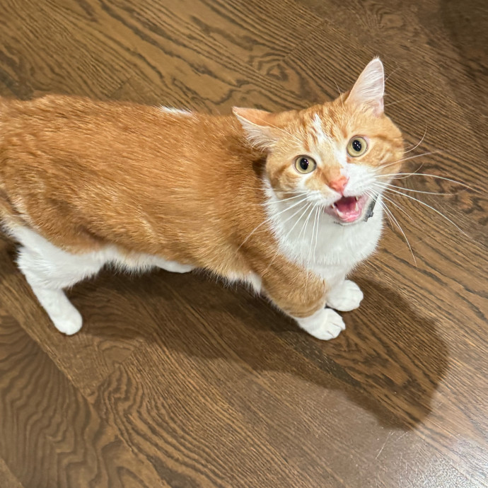 Cat Care Connoisseur
