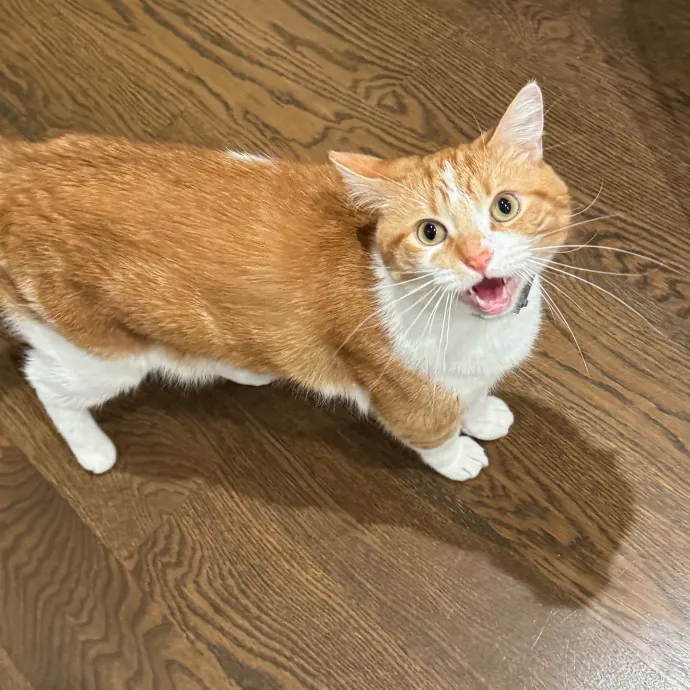 Cat Care Connoisseur