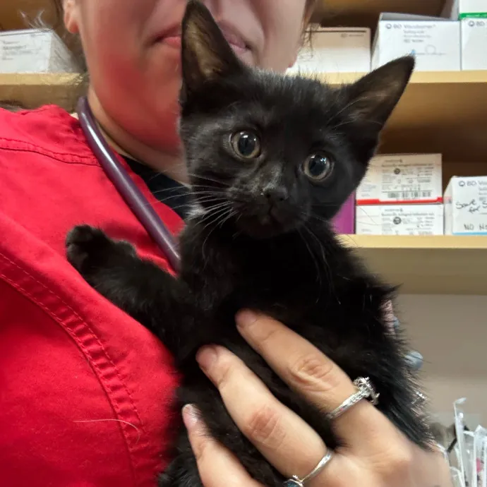 Cat Care Connoisseur