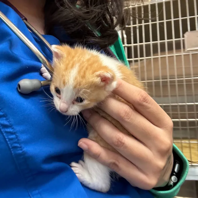 Cat Care Connoisseur