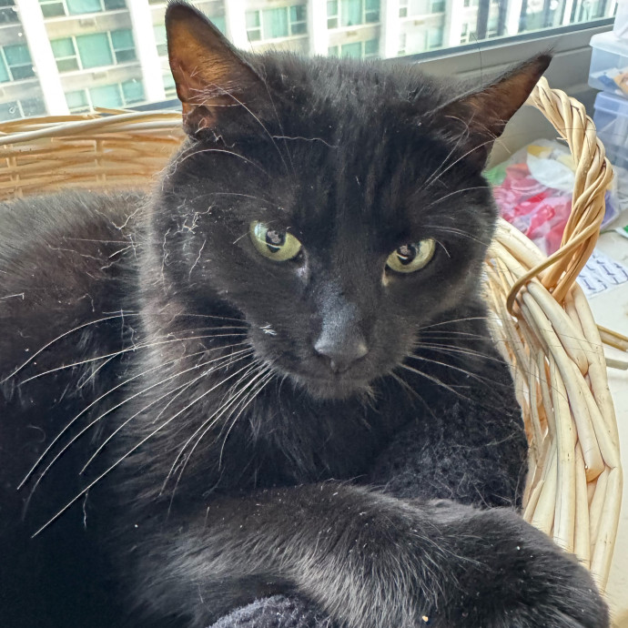 Cat Care Connoisseur